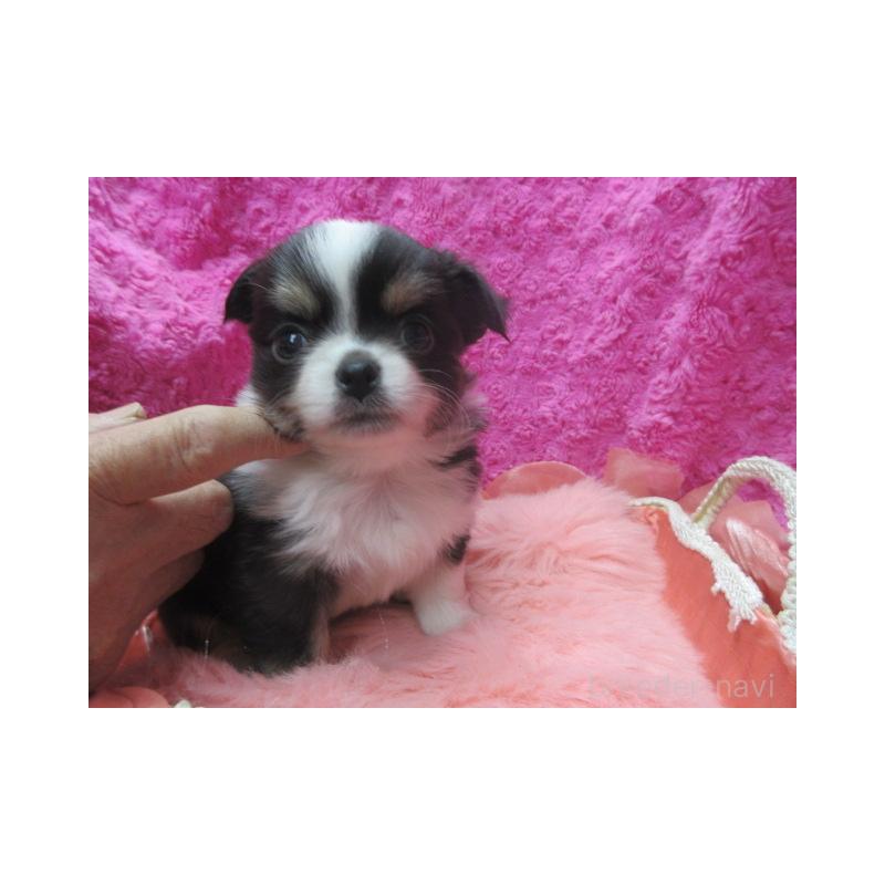 販売中の京都府のチワワ(ロングコート)-448040の5枚目