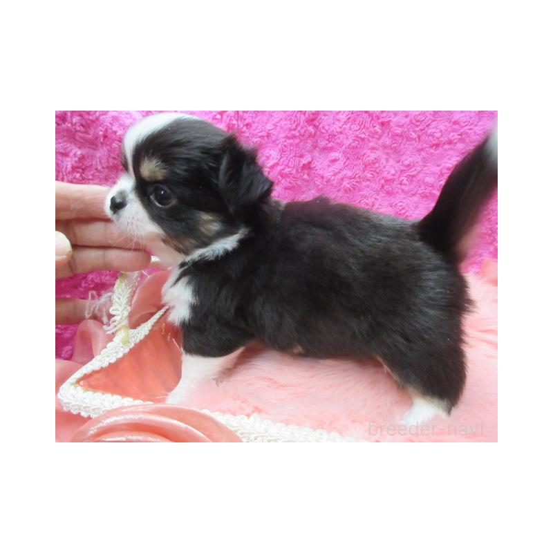 販売中の京都府のチワワ(ロングコート)-448040の3枚目