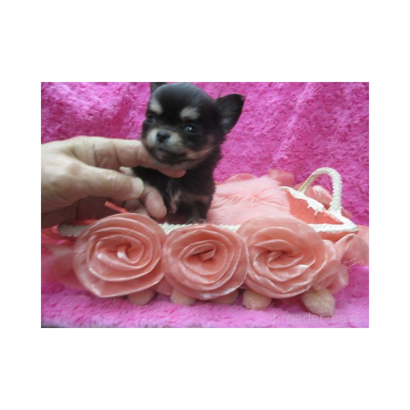 販売中の京都府のチワワ(ロングコート)-448041の5枚目