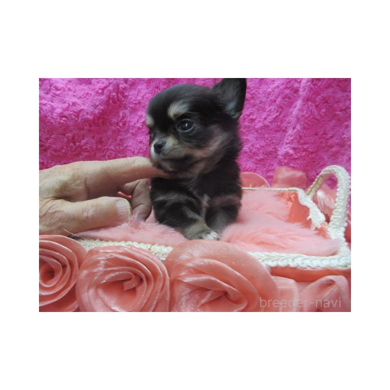 販売中の京都府のチワワ(ロングコート)-448041の4枚目