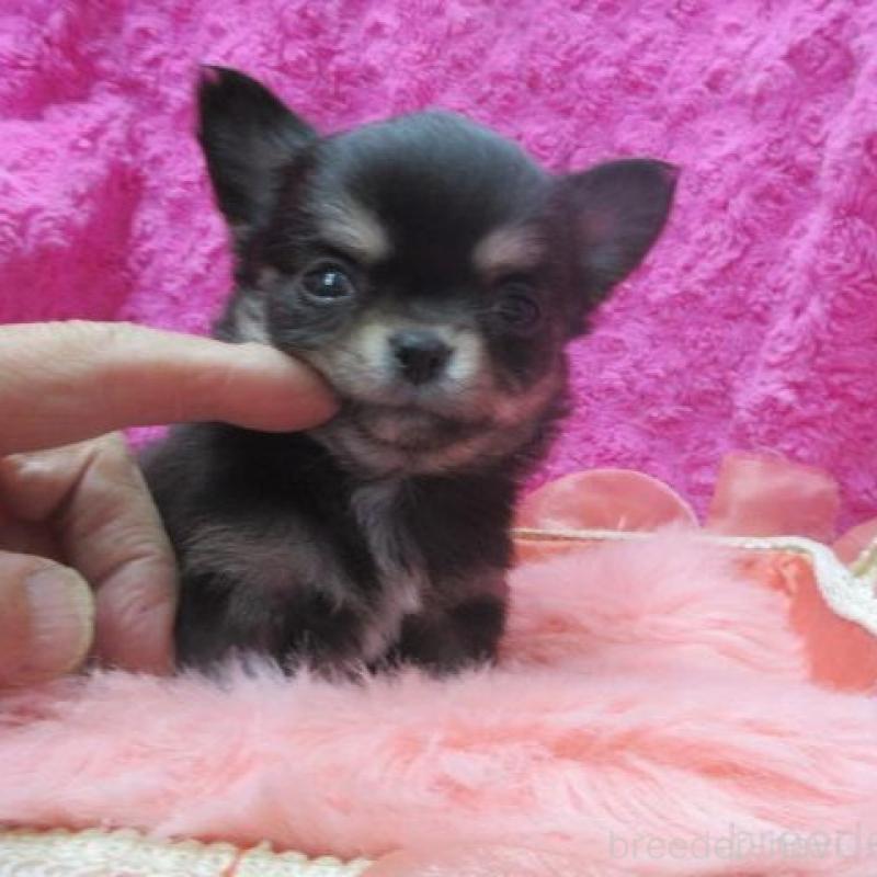 販売中の京都府のチワワ(ロングコート)-448041の1枚目