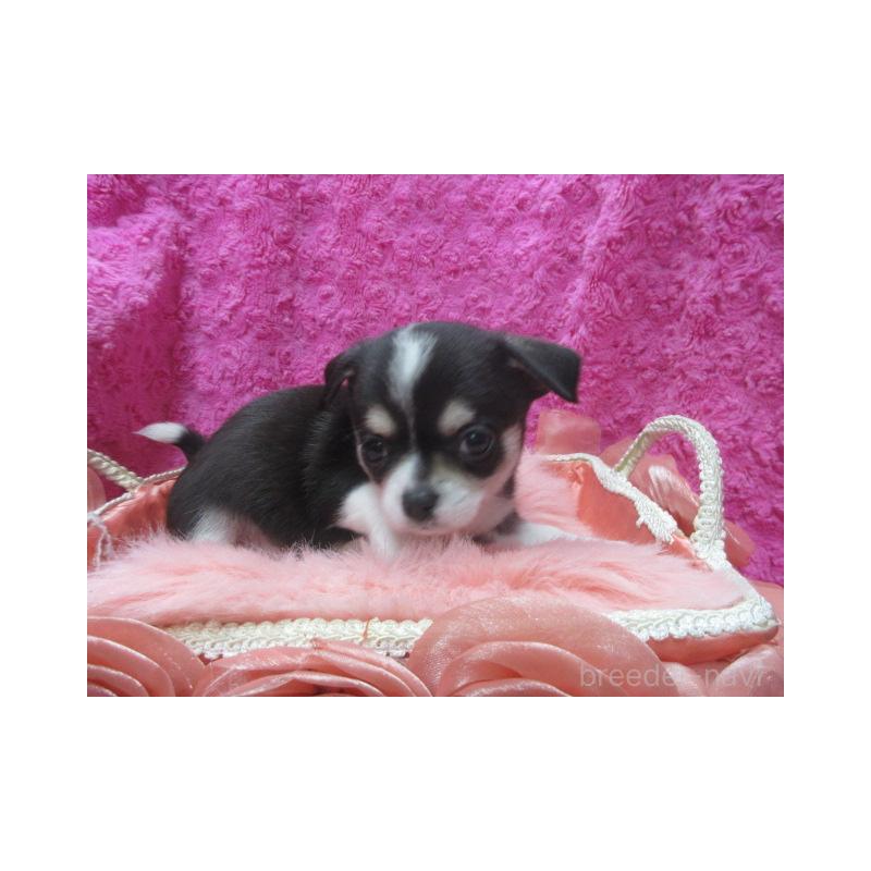 販売中の京都府のチワワ(スムースコート)-448042の4枚目