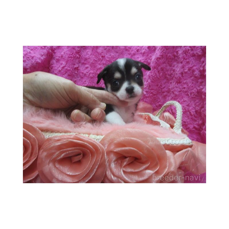 販売中の京都府のチワワ(スムースコート)-448042の5枚目