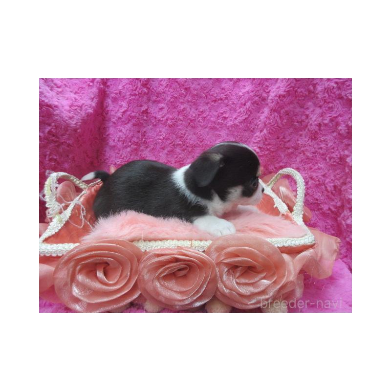 販売中の京都府のチワワ(スムースコート)-448042の3枚目