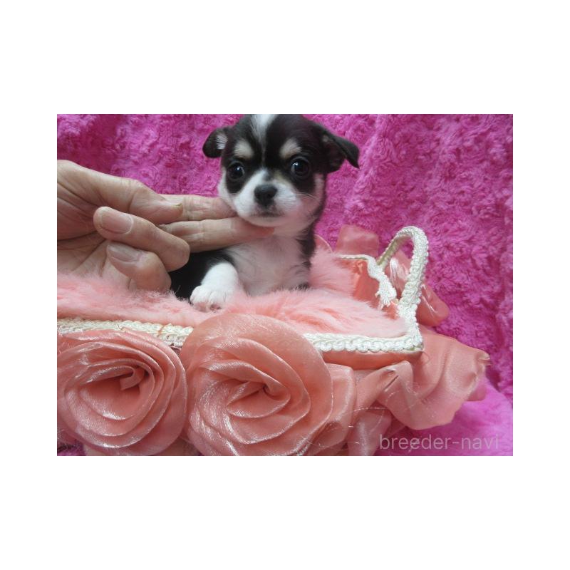 販売中の京都府のチワワ(スムースコート)-448042の2枚目