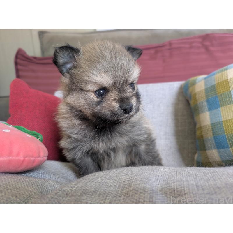 販売中の福岡県のポメラニアン-448046の12枚目