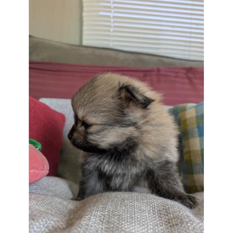 販売中の福岡県のポメラニアン-448046の11枚目