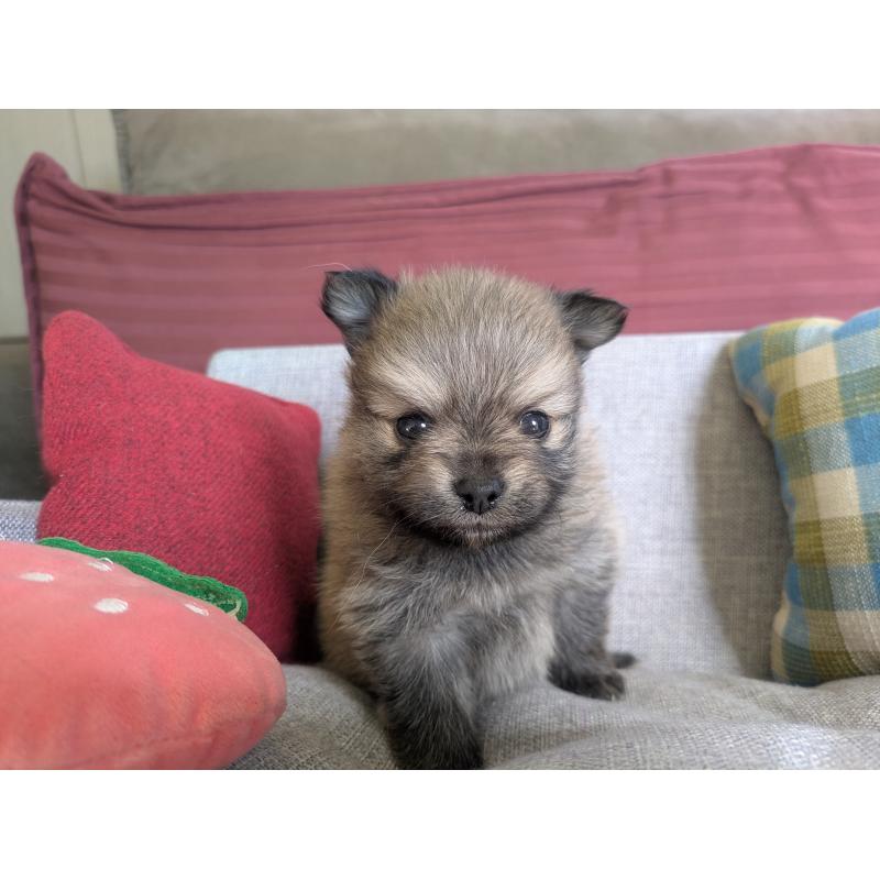 販売中の福岡県のポメラニアン-448046の10枚目