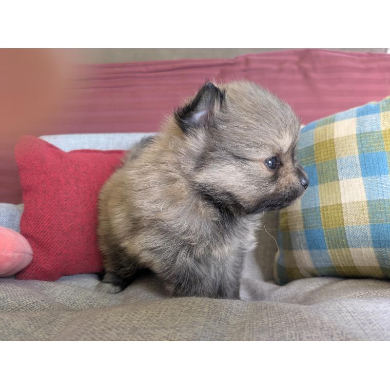 販売中の福岡県のポメラニアン-448046の9枚目