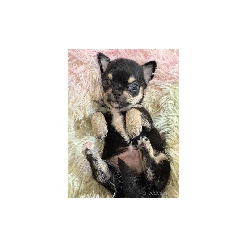 販売中の滋賀県のチワワ(スムースコート)-448044の2枚目