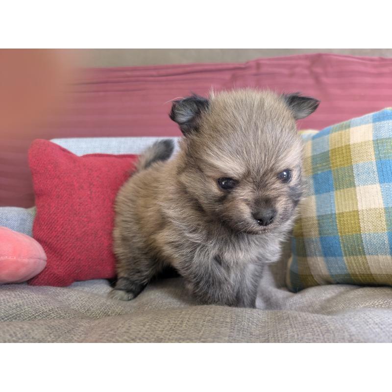 販売中の福岡県のポメラニアン-448046の8枚目