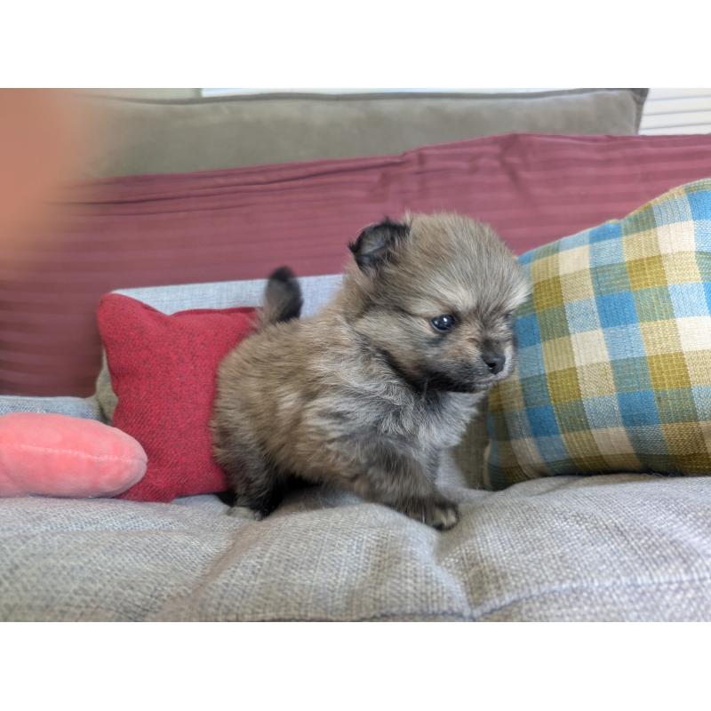 販売中の福岡県のポメラニアン-448046の7枚目