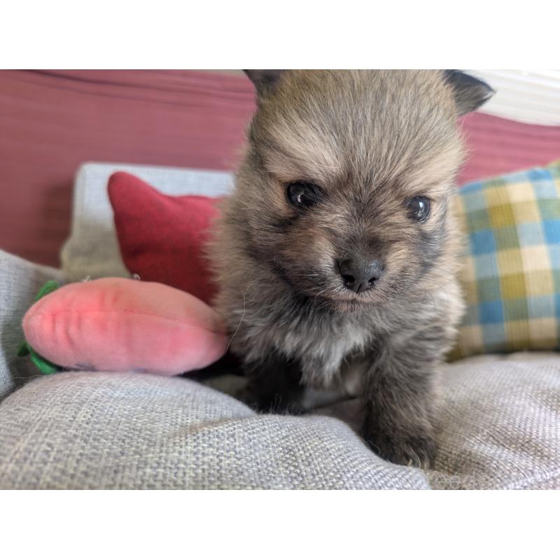 販売中の福岡県のポメラニアン-448046の6枚目