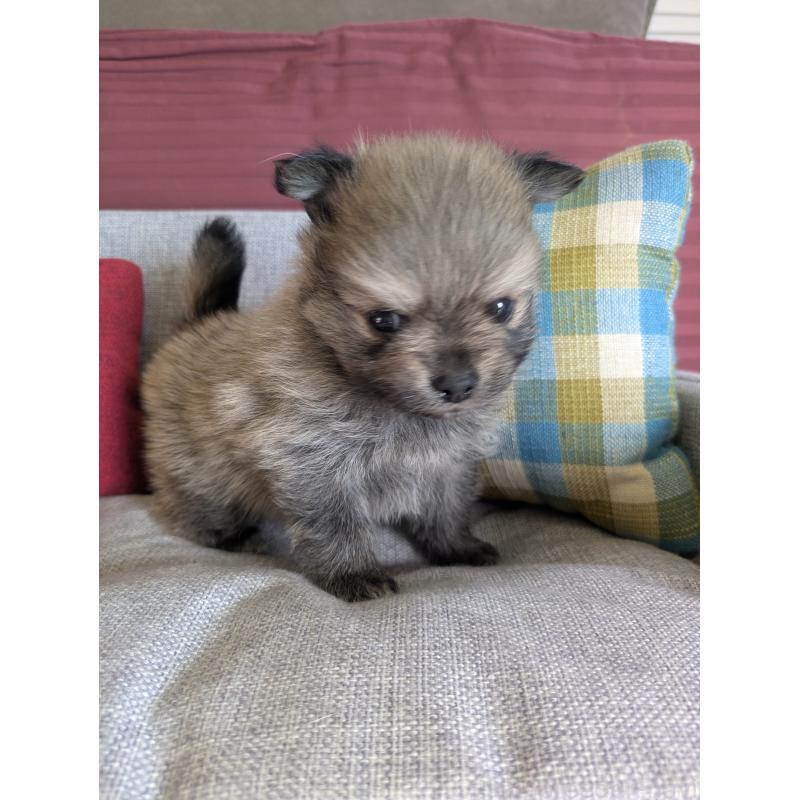 販売中の福岡県のポメラニアン-448046の3枚目