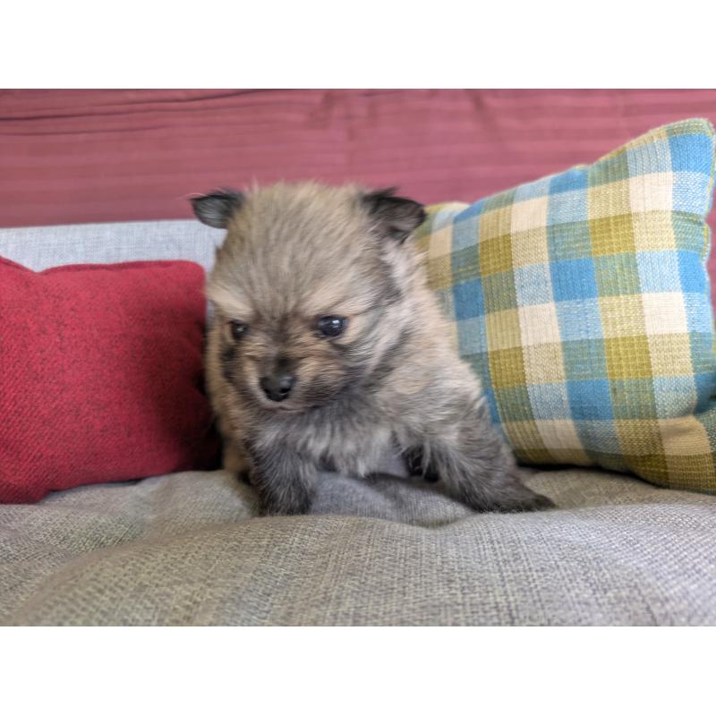 販売中の福岡県のポメラニアン-448046の2枚目