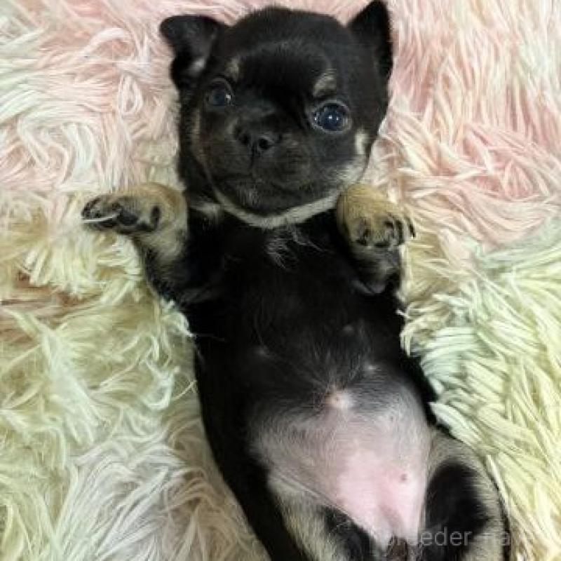 販売中の滋賀県のチワワ(スムースコート)-448045