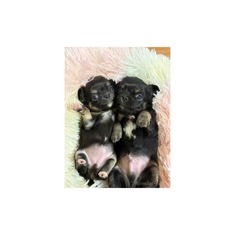 販売中の滋賀県のチワワ(ロングコート)-448047の2枚目