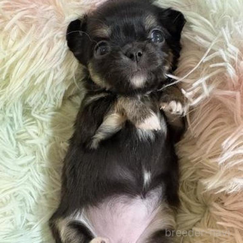 販売中の滋賀県のチワワ(ロングコート)-448047