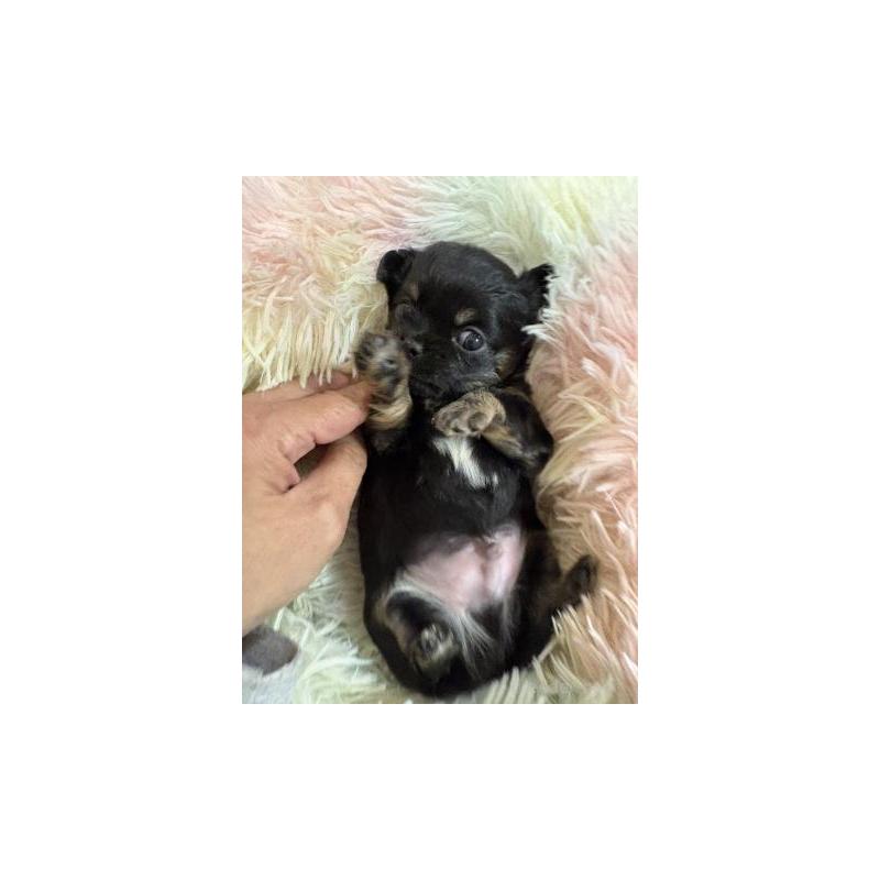 販売中の滋賀県のチワワ(ロングコート)-448049の3枚目