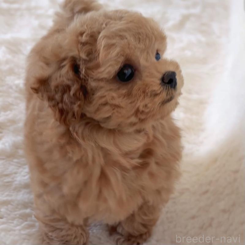 成約済の佐賀県のタイニープードル-448051の3枚目