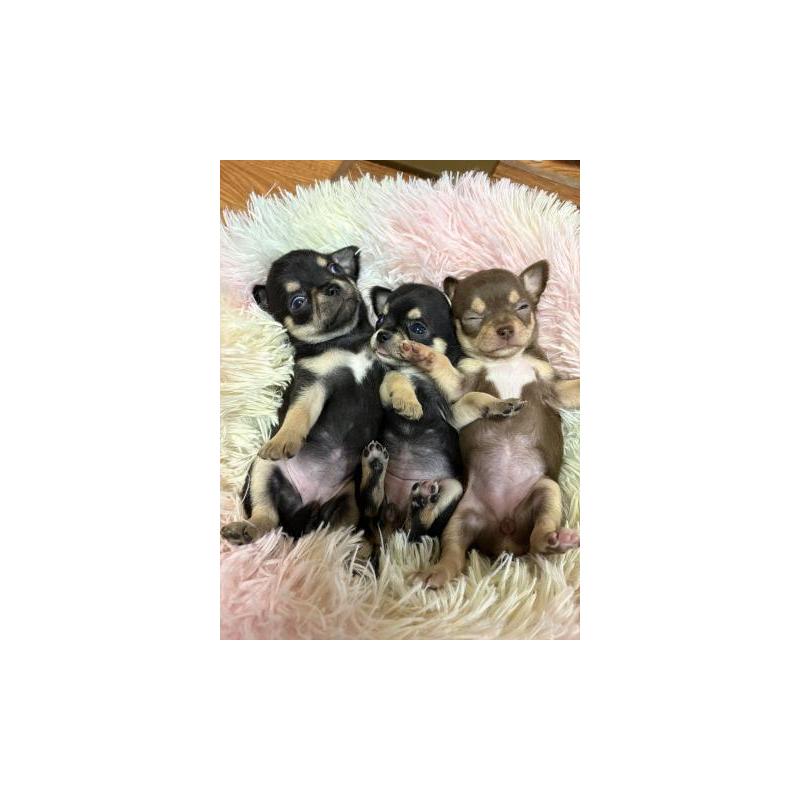 販売中の滋賀県のチワワ(スムースコート)-448050の2枚目