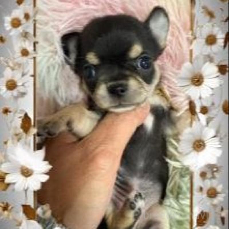 販売中の滋賀県のチワワ(スムースコート)-448050