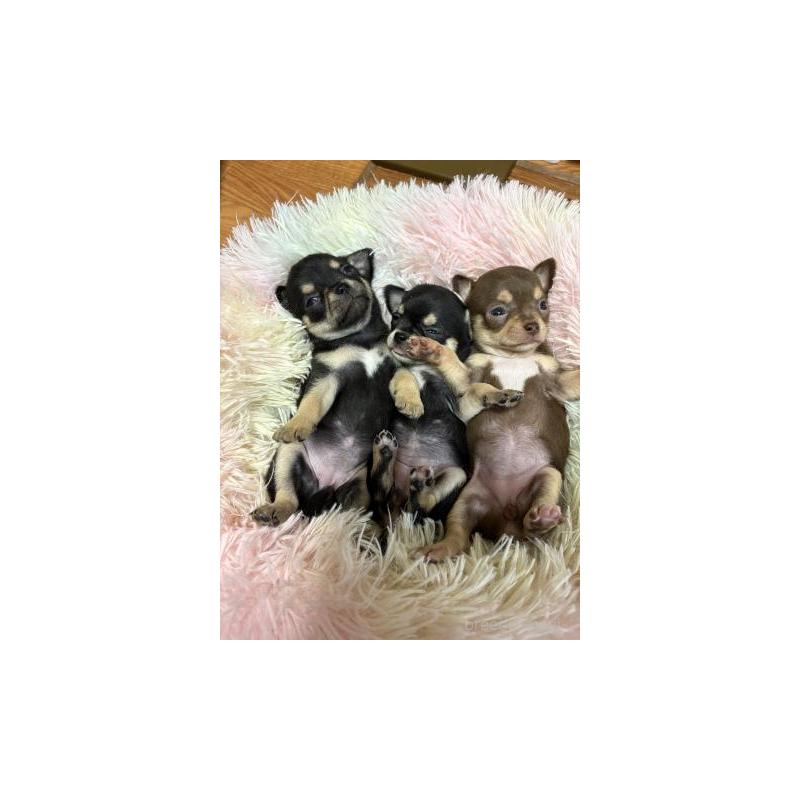 販売中の滋賀県のチワワ(スムースコート)-448053の3枚目