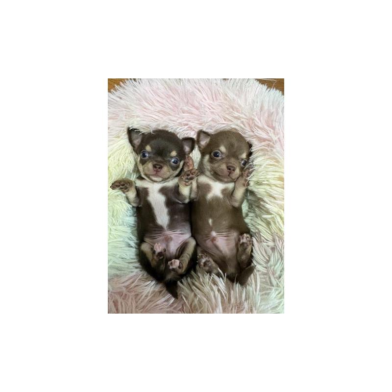 販売中の滋賀県のチワワ(スムースコート)-448056の2枚目