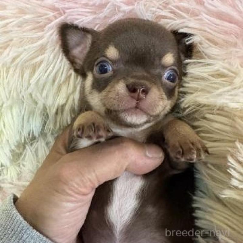 販売中の滋賀県のチワワ(スムースコート)-448056