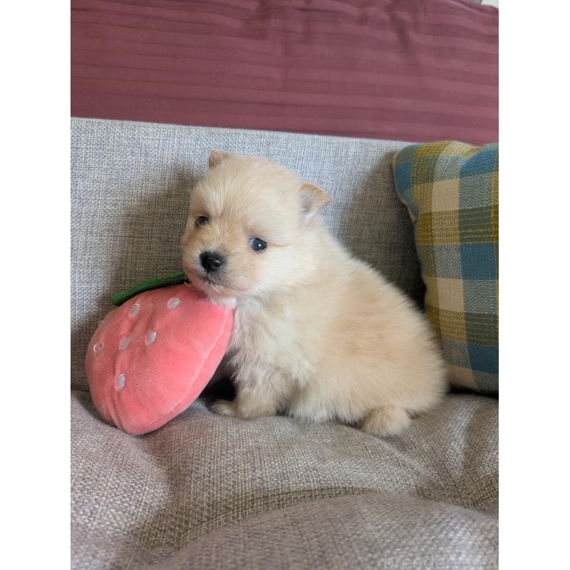 販売中の福岡県のポメラニアン-448059の10枚目