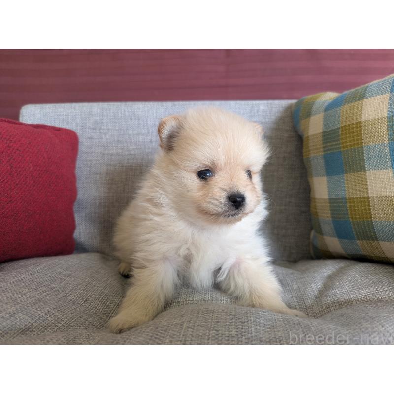 販売中の福岡県のポメラニアン-448059の8枚目