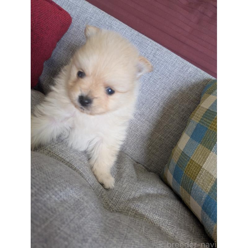 販売中の福岡県のポメラニアン-448059の7枚目