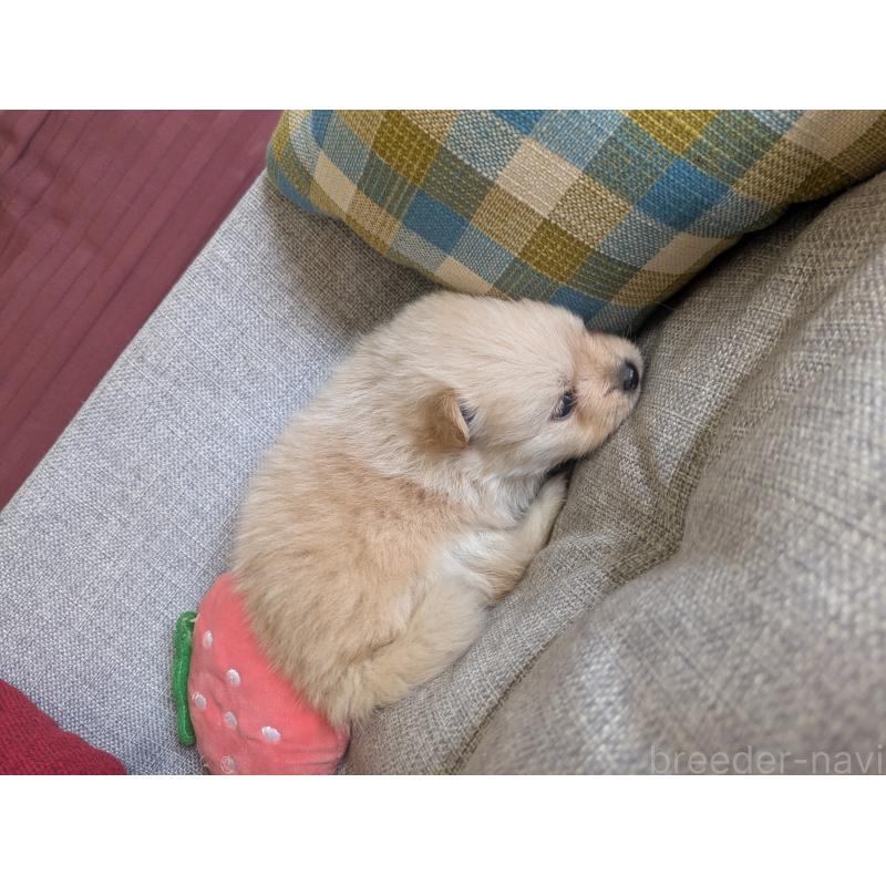 販売中の福岡県のポメラニアン-448059の6枚目