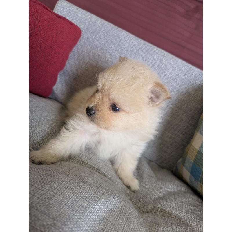 販売中の福岡県のポメラニアン-448059の5枚目