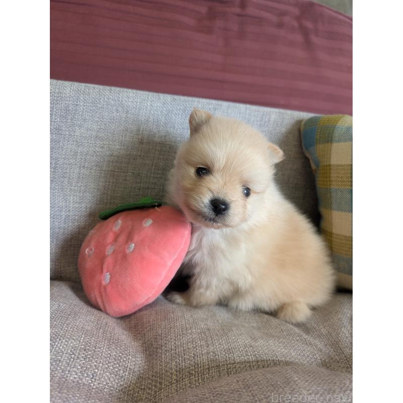 販売中の福岡県のポメラニアン-448059の2枚目