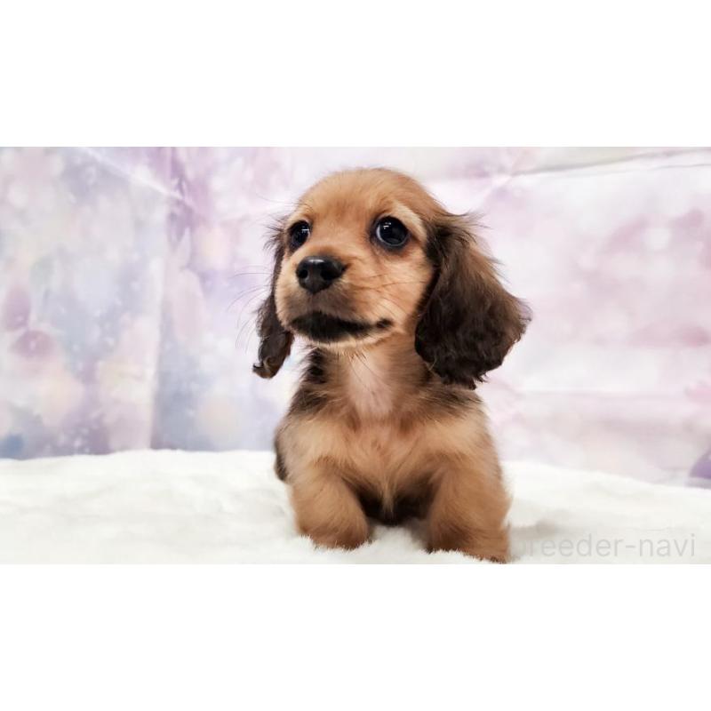 販売中の大阪府のミニチュアダックスフンド(ロングヘアード)-448060の4枚目