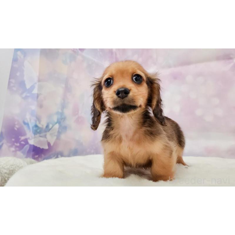 販売中の大阪府のミニチュアダックスフンド(ロングヘアード)-448060の3枚目