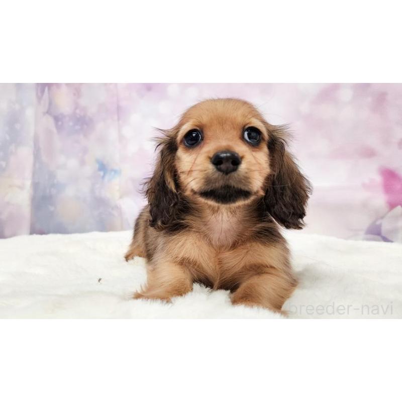 販売中の大阪府のミニチュアダックスフンド(ロングヘアード)-448060の2枚目