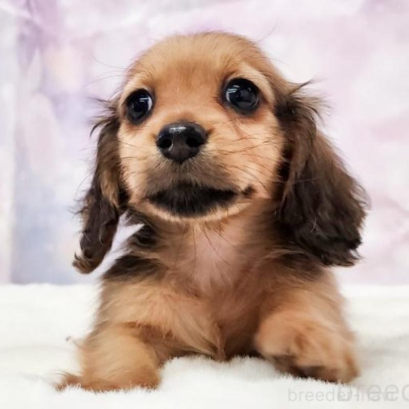 販売中の大阪府のミニチュアダックスフンド(ロングヘアード)-448060