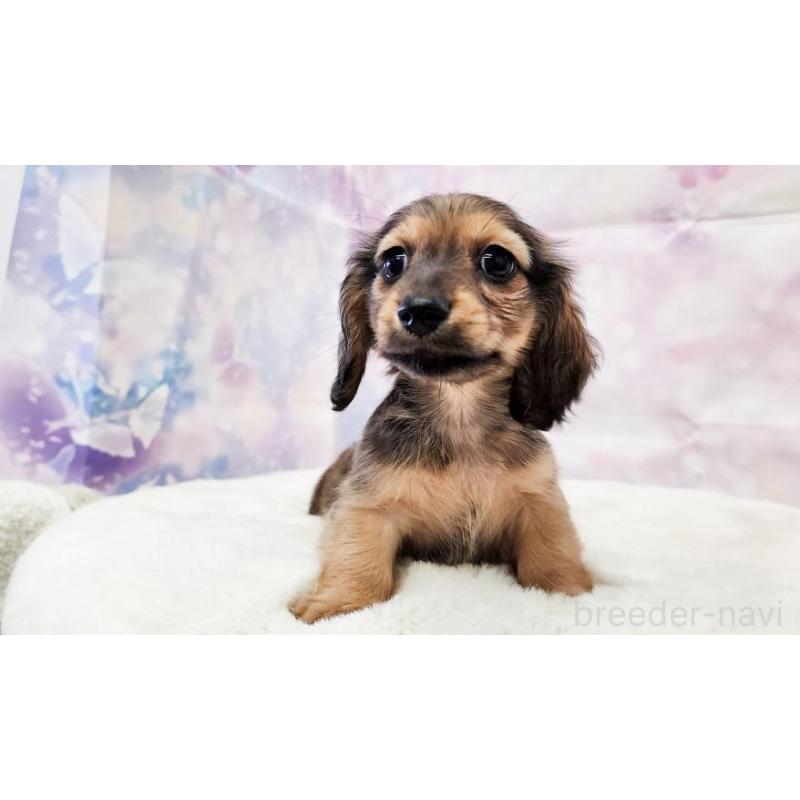 販売中の大阪府のミニチュアダックスフンド(ロングヘアード)-448061の4枚目