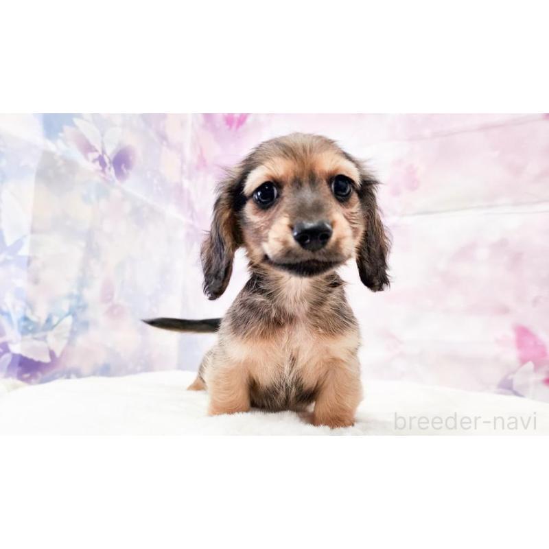 販売中の大阪府のミニチュアダックスフンド(ロングヘアード)-448061の5枚目