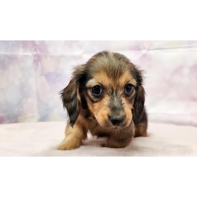 販売中の大阪府のミニチュアダックスフンド(ロングヘアード)-448062の5枚目