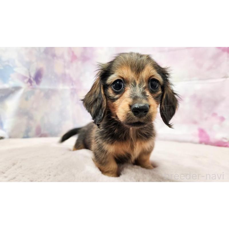 販売中の大阪府のミニチュアダックスフンド(ロングヘアード)-448062の4枚目