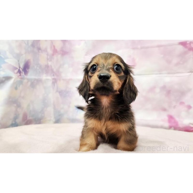 販売中の大阪府のミニチュアダックスフンド(ロングヘアード)-448062の2枚目