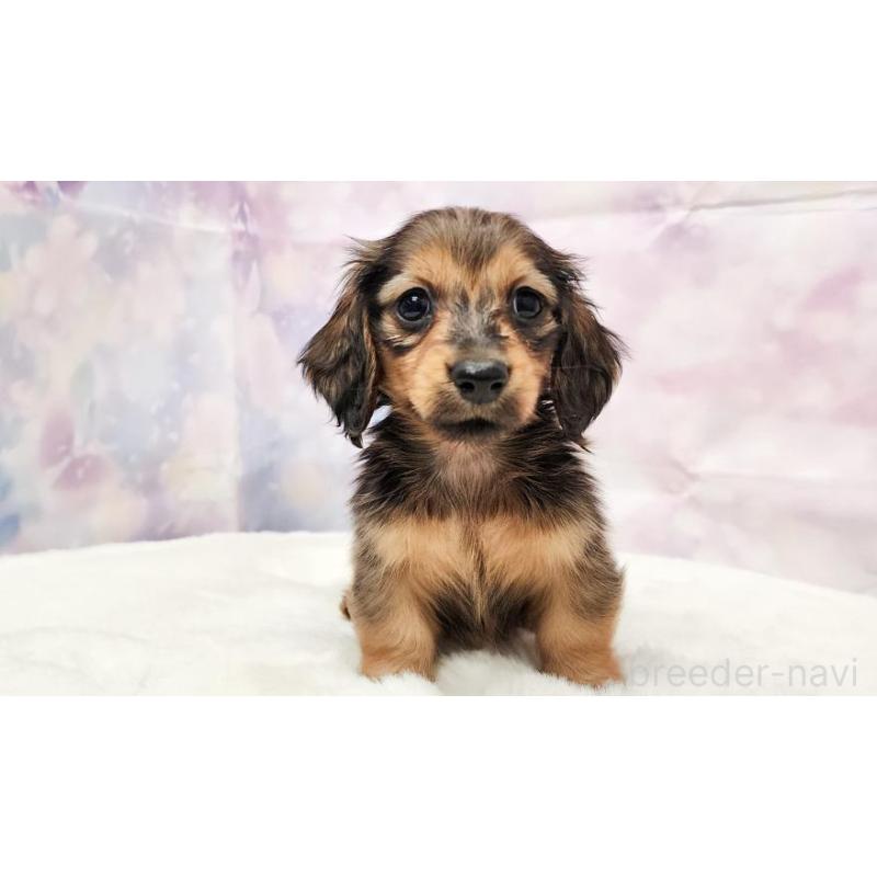 販売中の大阪府のミニチュアダックスフンド(ロングヘアード)-448062の3枚目