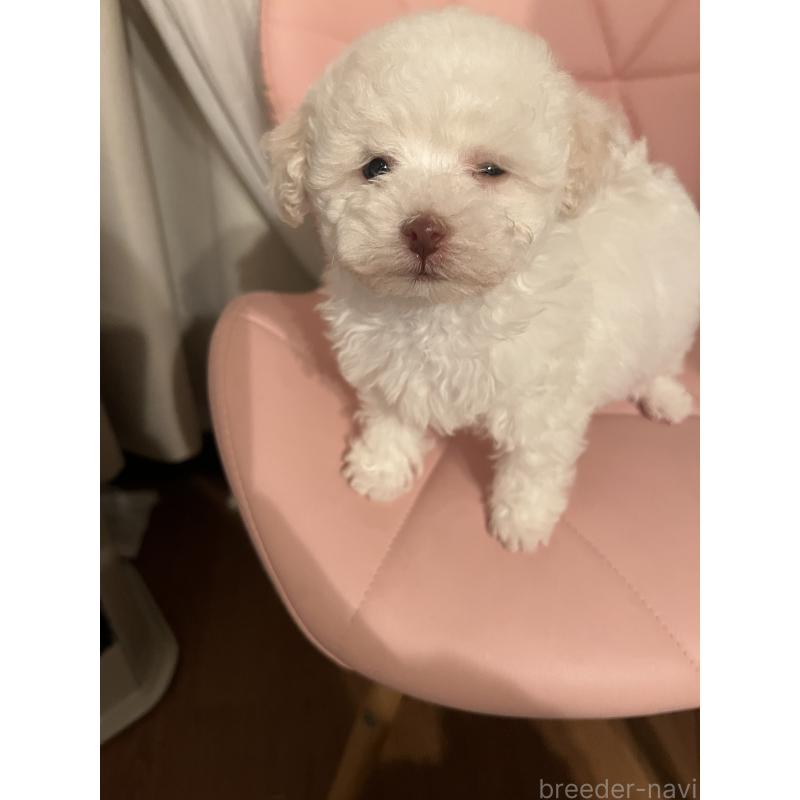 販売中の北海道のトイプードル-440004の2枚目