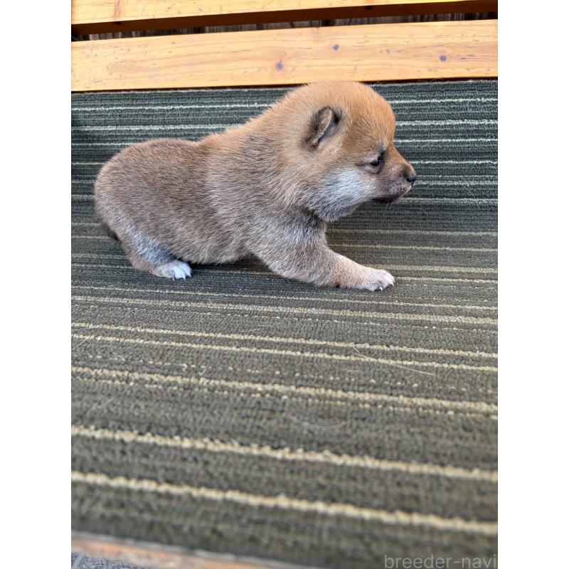 販売中の岡山県の豆柴-448063の5枚目