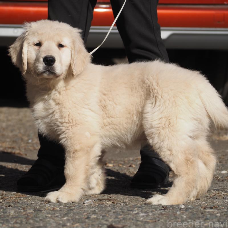 販売中の山梨県のゴールデンレトリーバー-439650の8枚目
