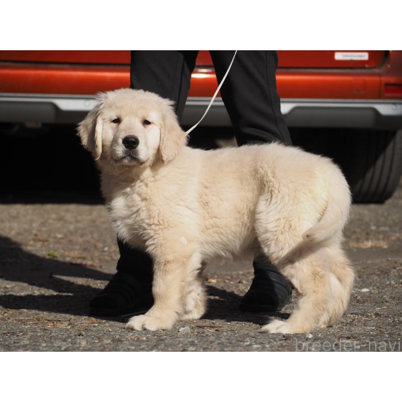 販売中の山梨県のゴールデンレトリーバー-439650の7枚目