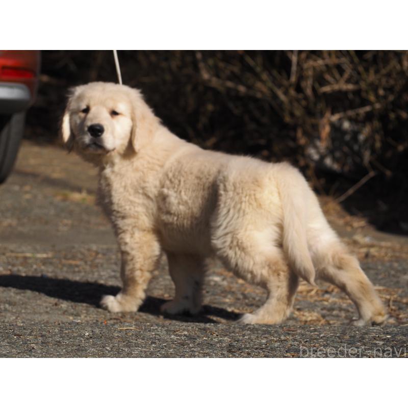 販売中の山梨県のゴールデンレトリーバー-439650の6枚目